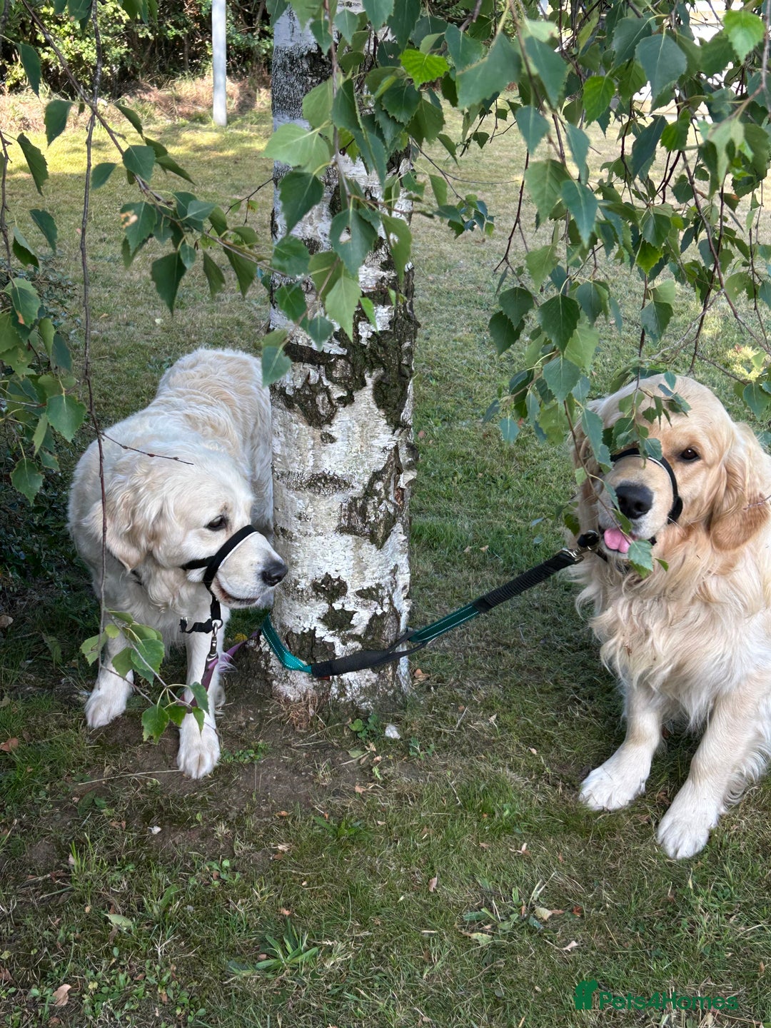Golden Retriever dogs for sale: 2 year old needs retired couple  - Image 6