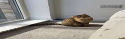 Bengal cats for sale: Playful Bengal -Lululemon  - Advert 5