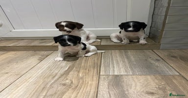 English Springer Spaniel dogs - Advert 10