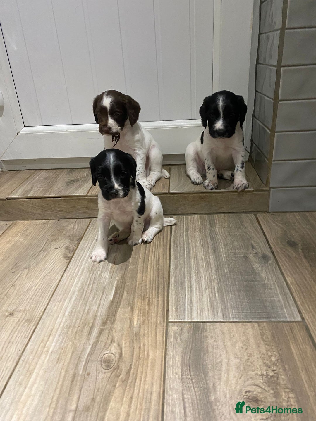 English Springer Spaniel dogs for sale: OFTAW Springer Spaniel Puppies fantastic pedigree - Image 2