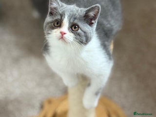 British Shorthair cats - Advert 26