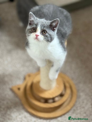 British Shorthair cats - Advert 12