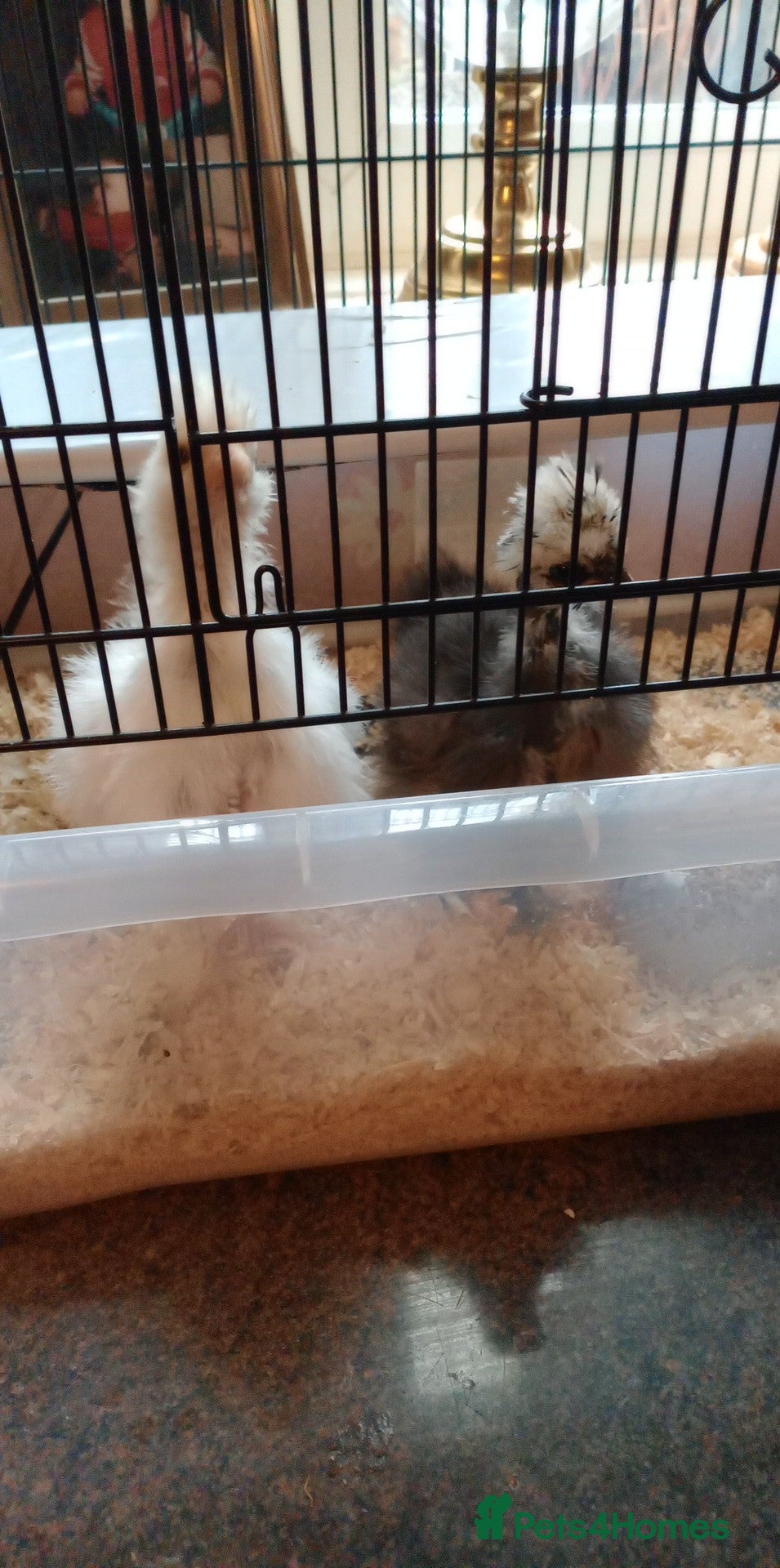 Chickens poultry Pure Breed American Silkie chicks  - Advert 19