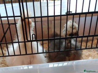 Chickens poultry Pure Breed American Silkie chicks - Advert 15