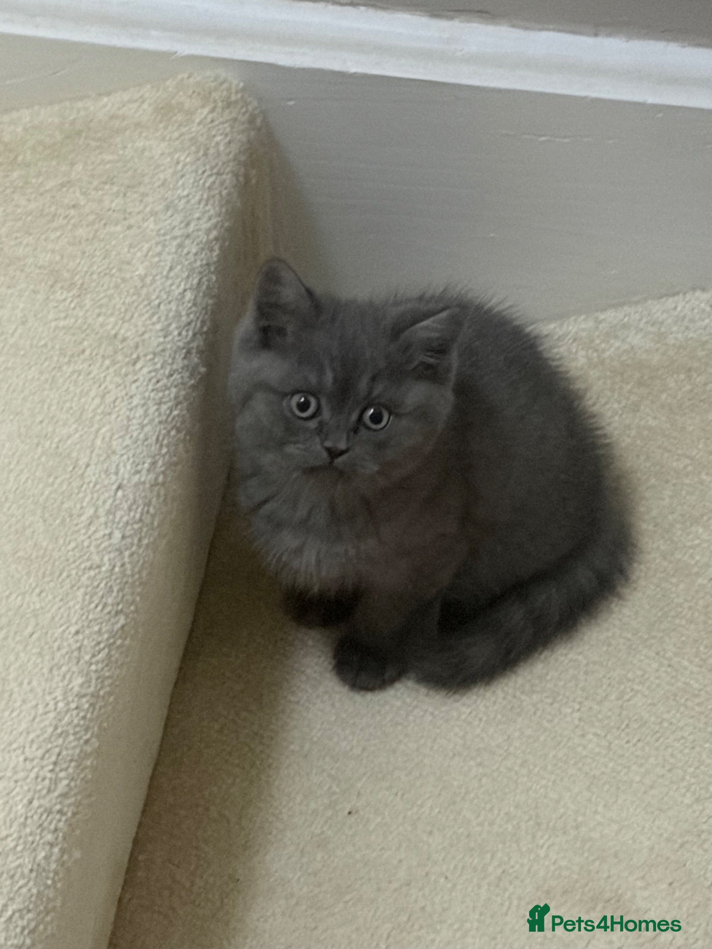 Mixed Breed cats Persian x BSH LAST ONE  - Advert 5