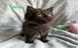 Persian cats for sale: **Last 2** Stunning litter of Persian/Ragdolls - Image 1