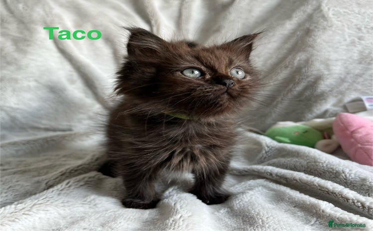 Persian cats - Advert 2