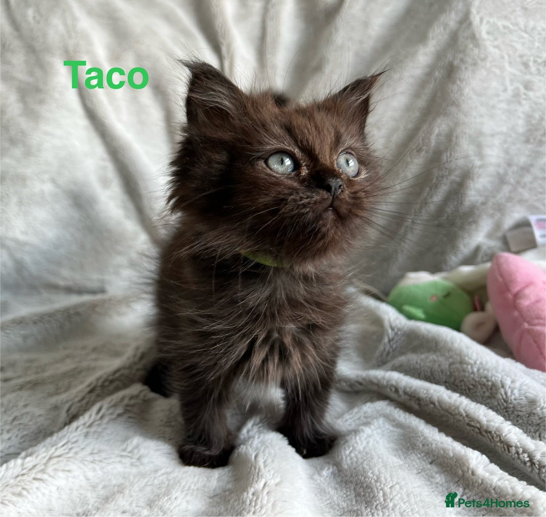 Persian cats for sale: **Last 2** Stunning litter of Persian/Ragdolls - Image 1