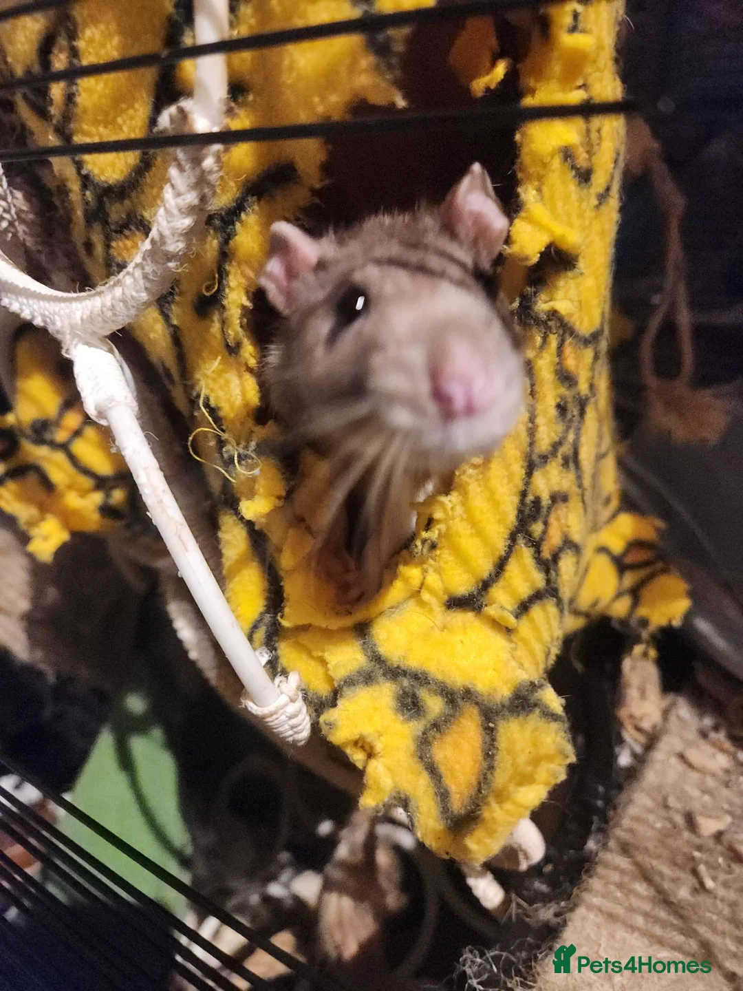 Rat rodents for sale: 5 female rats looking for a new home  in Porth - Advert 1