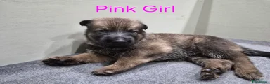 PINK GIRL