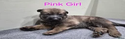 German Shepherd dogs for sale: DDR German Shepherds  - Advert 7