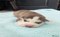 Siberian Husky dogs for sale: Beautiful Siberian Huskies - Image 9