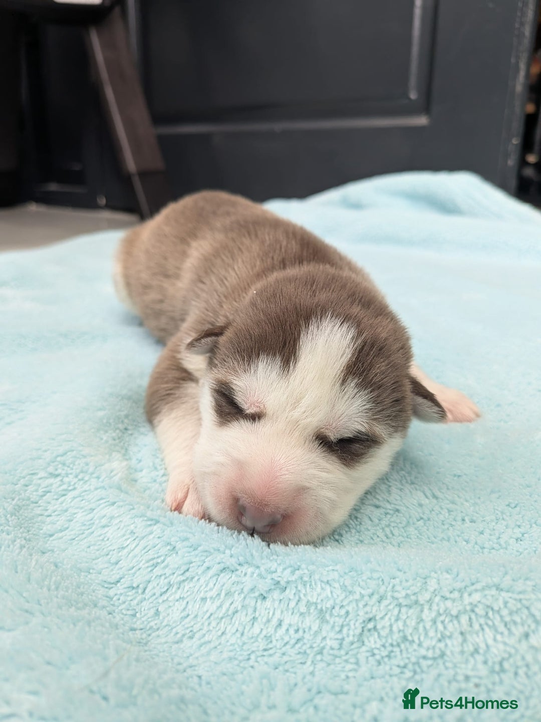 Siberian Husky dogs for sale: Beautiful Siberian Huskies - Image 9