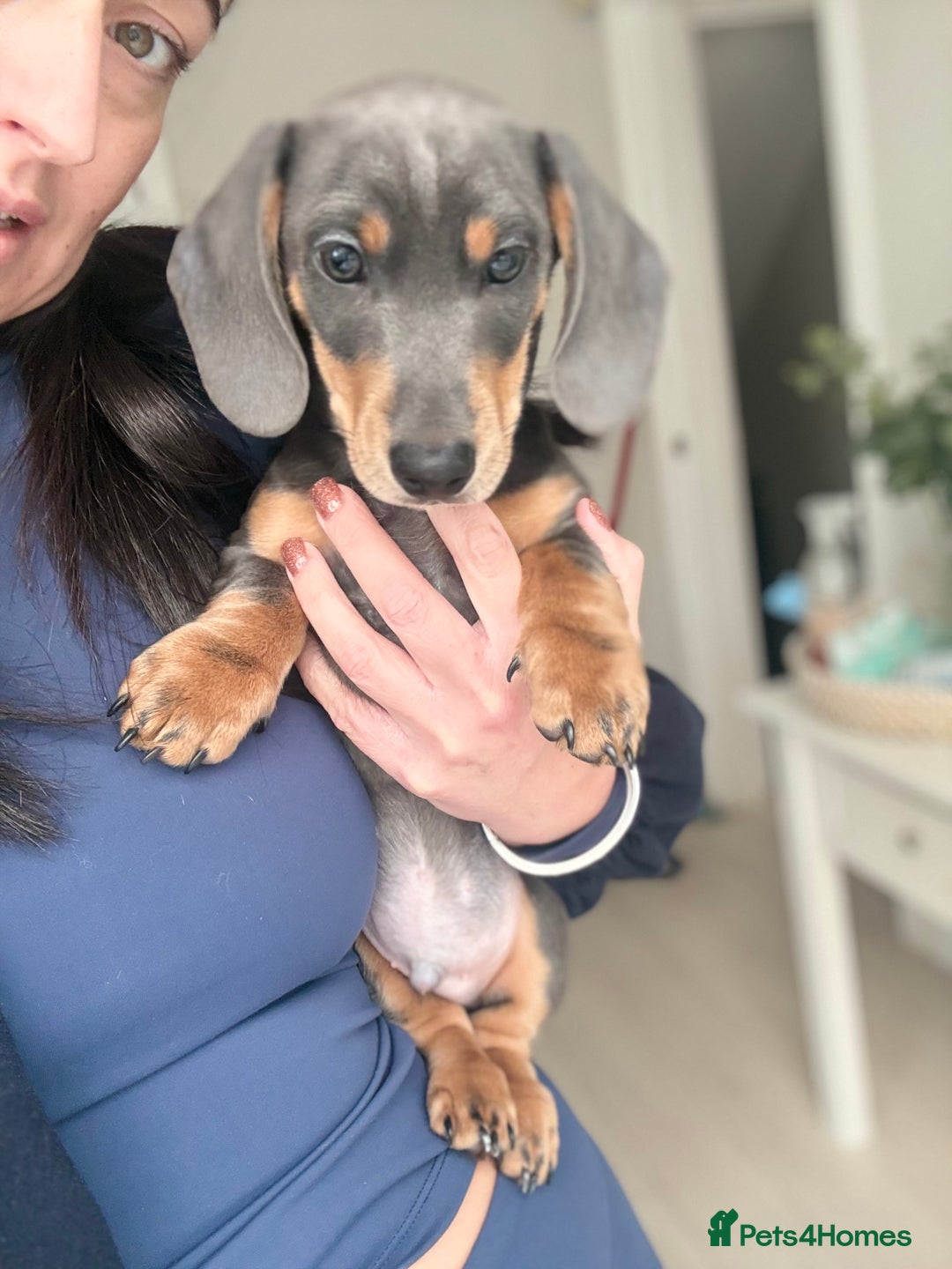 Miniature Dachshund dogs for sale: Kc reg Miniature Dachshund Puppies 🐶 💕 - Advert 6