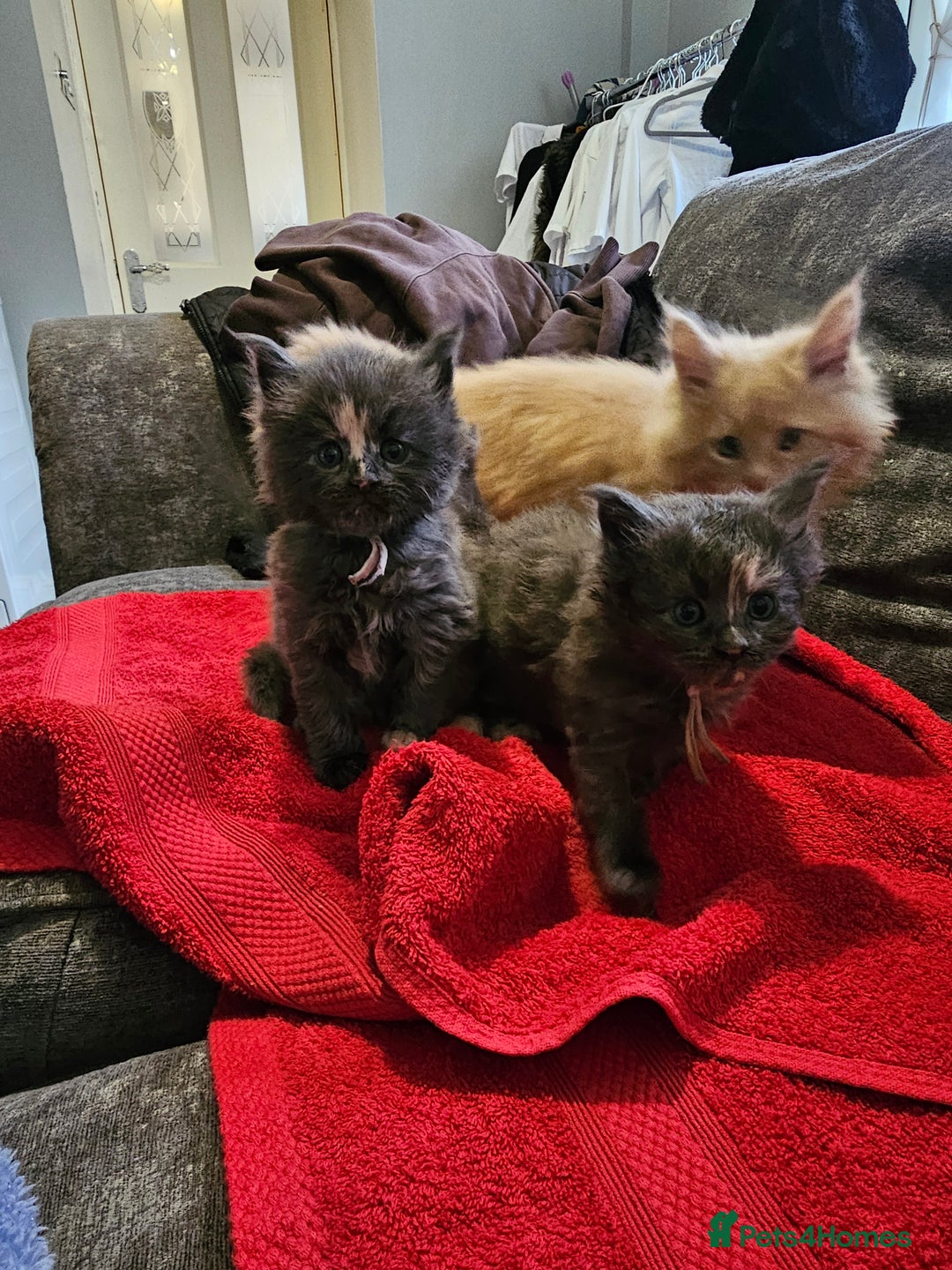 Maine Coon cats for sale: Maine Coon Kittens for Sale –2 Gi - Advert 10
