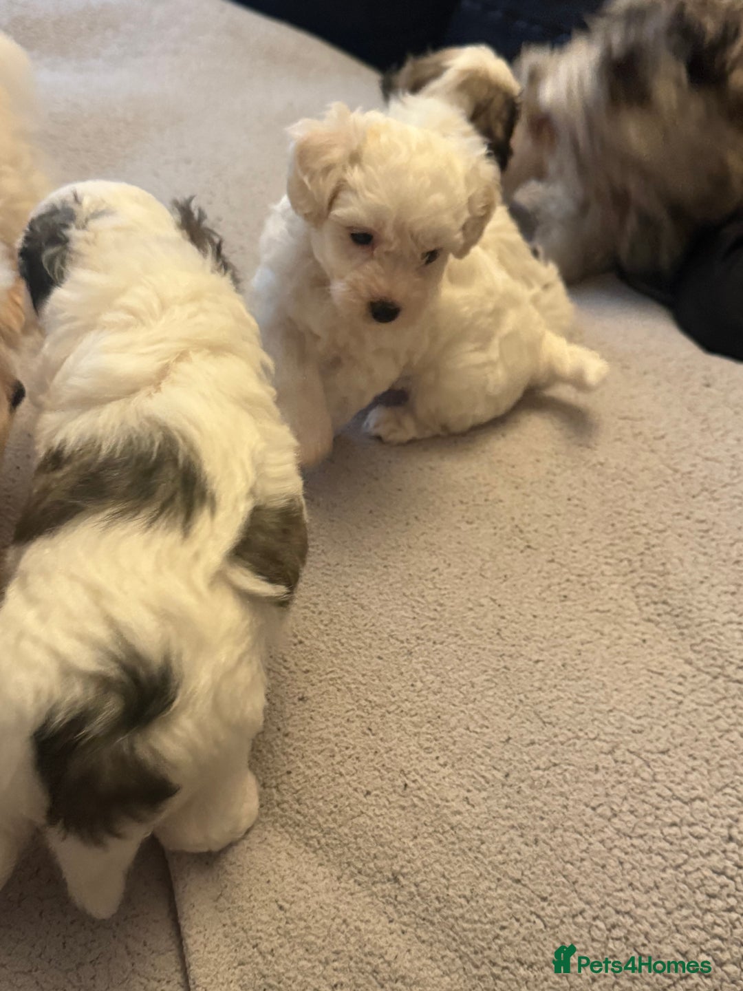 Maltipoo dogs for sale: Tiny Parti Maltipoo Puppies - Image 6