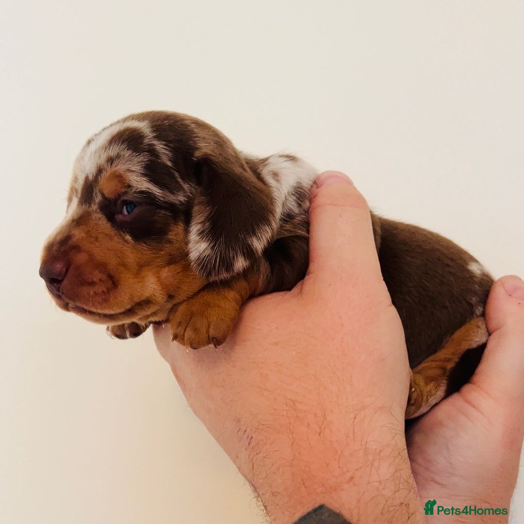 Miniature Dachshund dogs for sale: Beautiful healthy baby miniature dachshunds 🐾 - Image 9