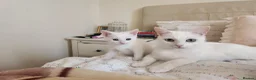 Mixed Breed cats for sale: Kittens Soon Ready for Loving Forever Homes - Advert 6