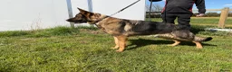 German Shepherd dogs for sale: 1 Bitch 2 males Looking For The Right Homes - Advert 4