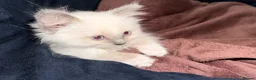 Ragdoll cats for sale: Ragdoll Kitten - Sweetest boy  - Advert 5