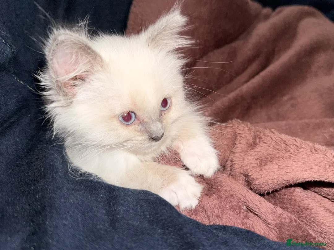 Ragdoll cats for sale: Ragdoll Kitten - Sweetest boy  - Advert 5