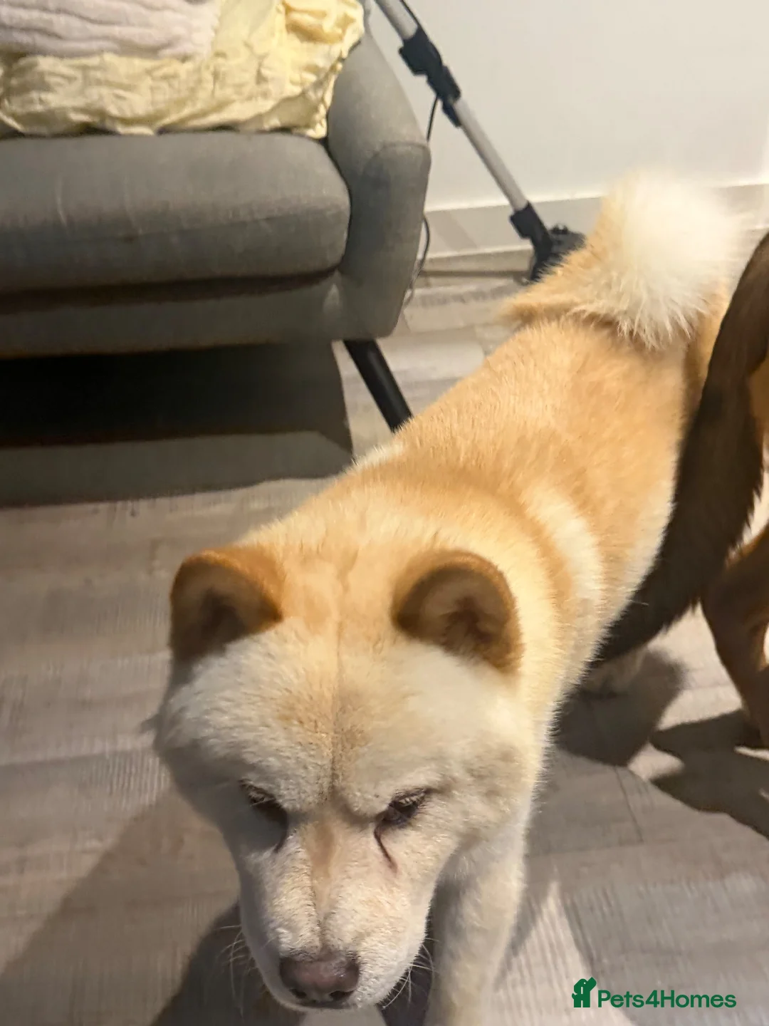 Chow Chow dogs for sale: Zuko chowski 1year old male  in Cheadle - Advert 2