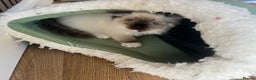 Ragdoll cats for sale: Beautiful Ragdoll Kittens, GCCF & Tica Registered - Advert 10