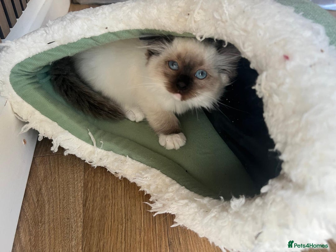 Ragdoll cats for sale: Beautiful Ragdoll Kittens, GCCF & Tica Registered - Advert 10