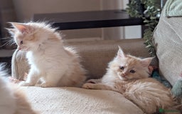 Maine Coon cats for sale: Maine Coon Kittens - Image 2
