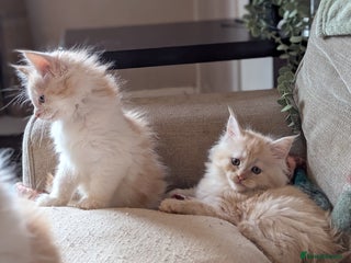 Maine Coon cats - Advert 6