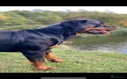 Rottweiler dogs for sale: Stunning Rottweiler pups  - Image 5