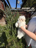 Maltese dogs - Advert 1