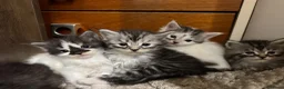 Maine Coon cats for sale: 3/4 Maine coon  - Advert 5