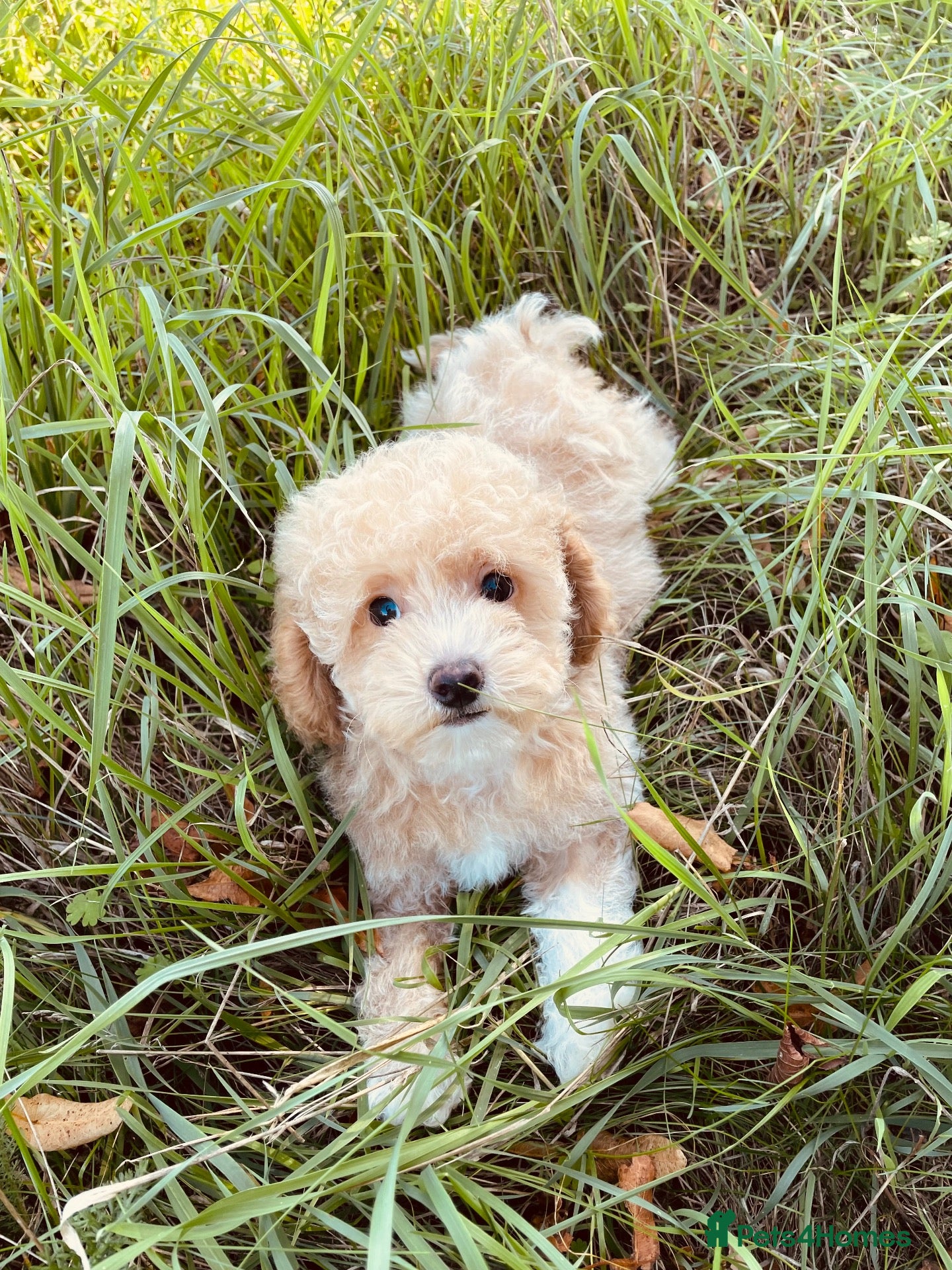 Maltipoo dogs EXCEPTIONAL MALTIPOO GIRL PUPPY FOR SALE - Advert 2