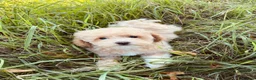 Maltipoo dogs for sale: EXCEPTIONAL MALTIPOO GIRL PUPPY FOR SALE - Advert 2