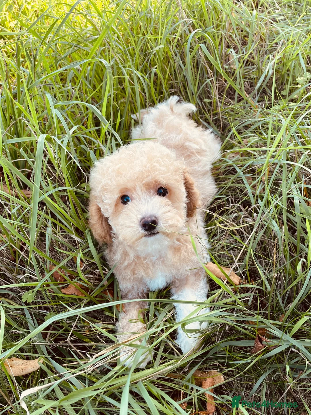 Maltipoo dogs for sale: EXCEPTIONAL MALTIPOO GIRL PUPPY FOR SALE - Advert 2
