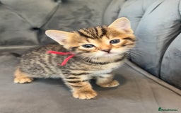 Bengal cats for sale: Stunning litter of Pure Bengals - Image 13