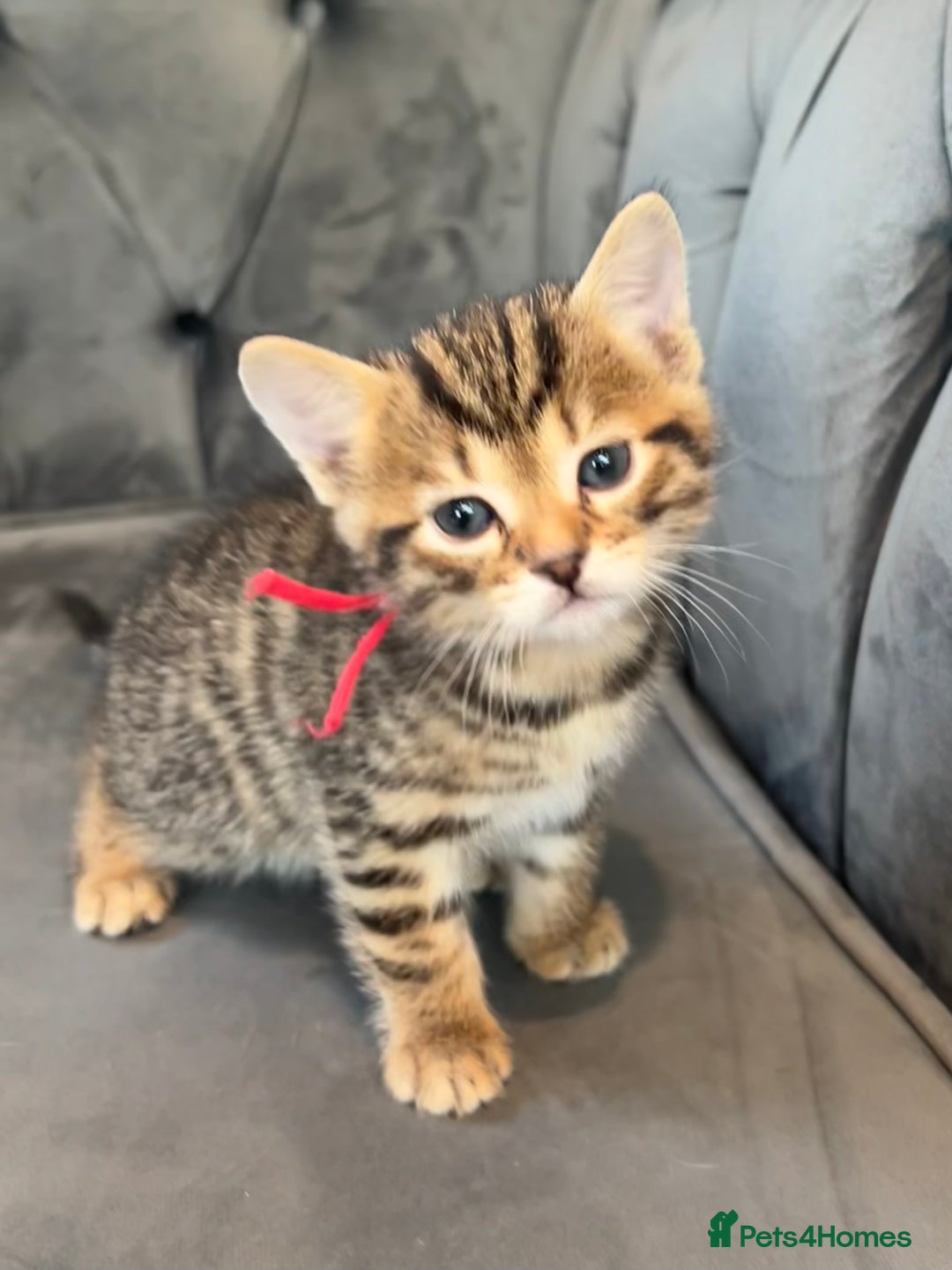 Bengal cats for sale: Stunning litter of Pure Bengals - Image 13