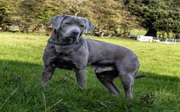 Labrador Retriever dogs for stud: Silver Labrador Stud- KC Registered  in Uttoxeter - Image 1