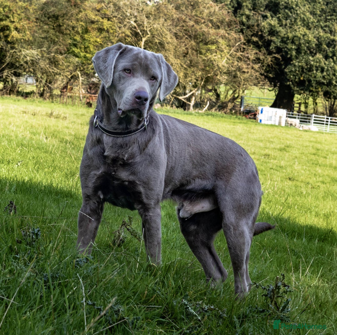 Labrador Retriever dogs for stud: Silver Labrador Stud- KC Registered  in Uttoxeter - Image 1