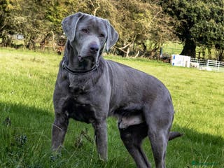 Labrador Retriever dogs Silver Labrador Stud- KC Registered in Uttoxeter - Advert 8