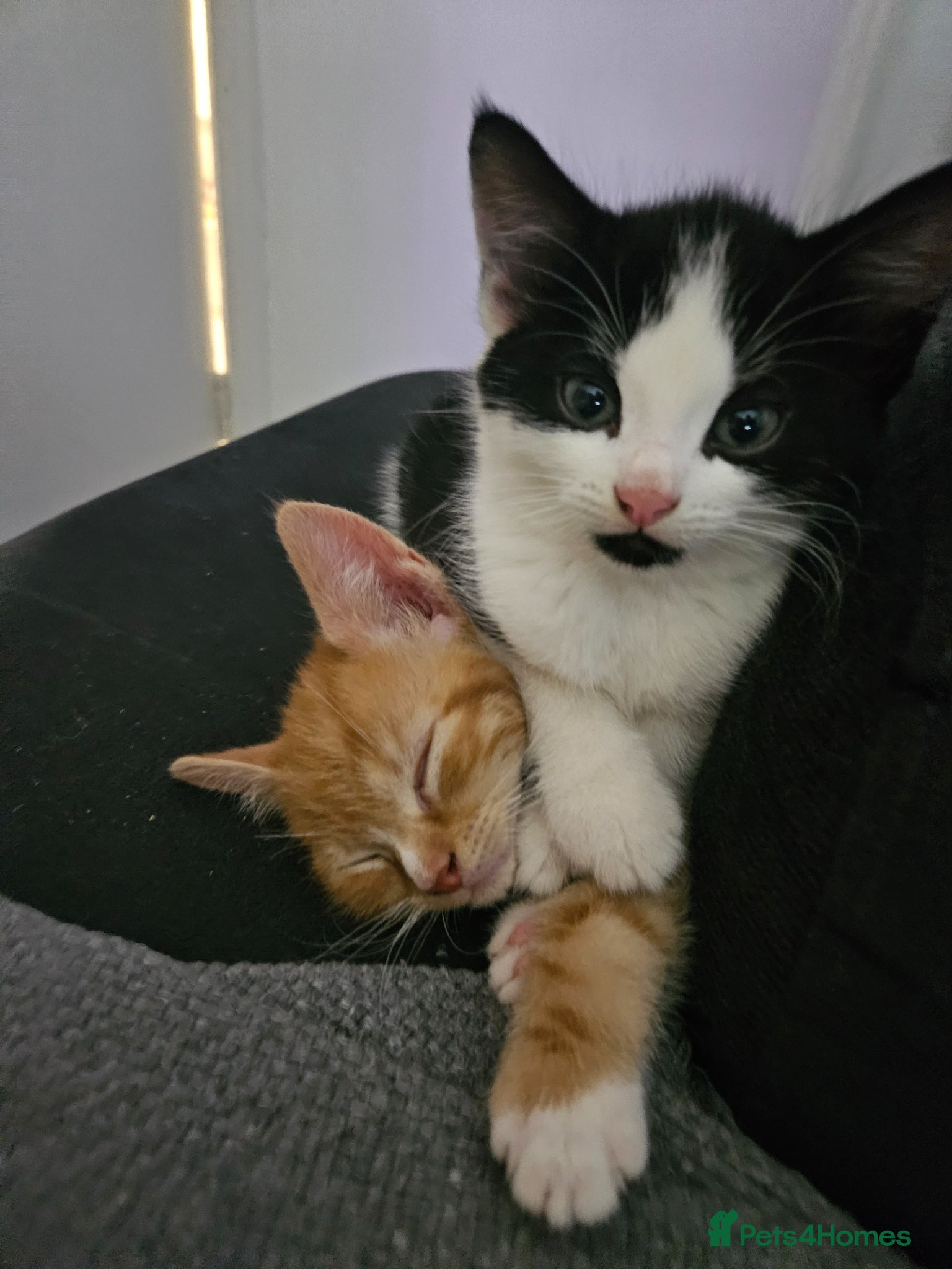 Mixed Breed cats Adorable kittens ready for their forever homes  - Advert 3