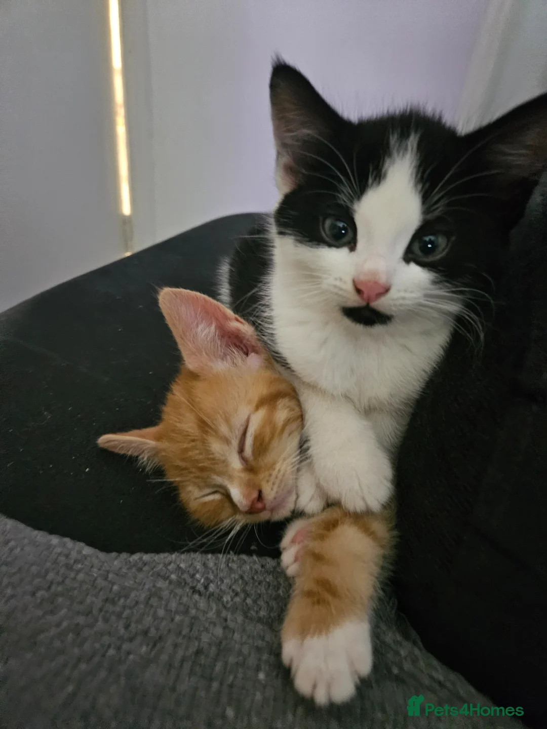 Mixed Breed cats for sale: Adorable kittens ready for their forever homes  - Advert 1