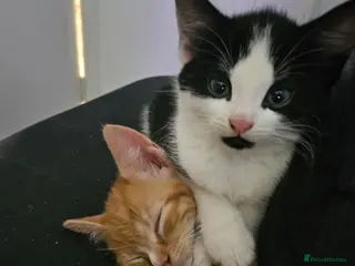 Mixed Breed cats Adorable kittens ready for their forever homes - Advert 3