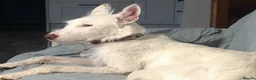 Ibizan Hound dogs for adoption: Babu - Spanish Podenco  in Doncaster - Advert 14