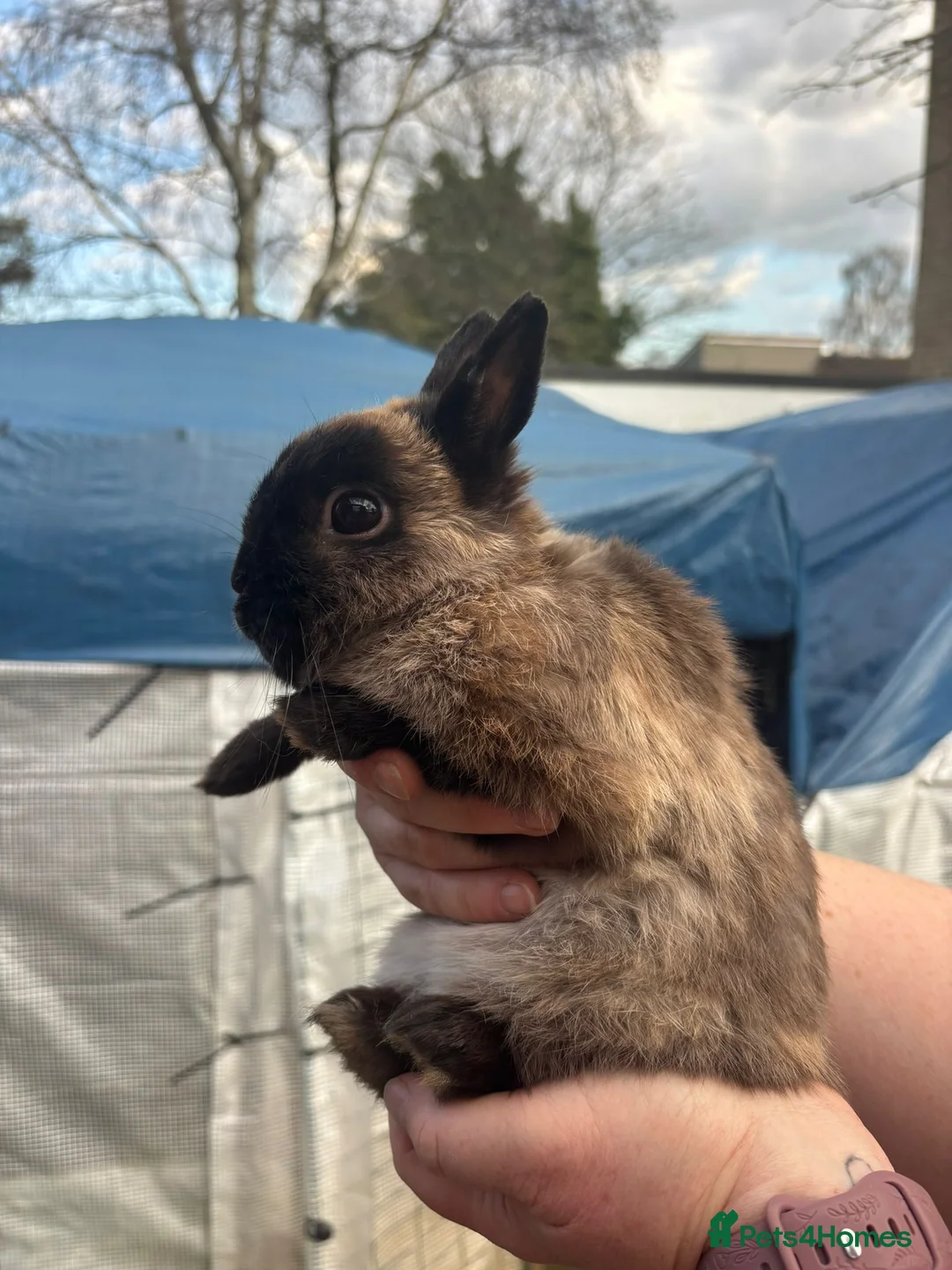 Netherland Dwarf rabbits for sale: Sable Netherland dwarf neutered boy   - Advert 7