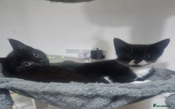 Domestic Shorthair cats for sale: Kittens - Image 2