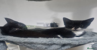 Domestic Shorthair cats - Advert 4