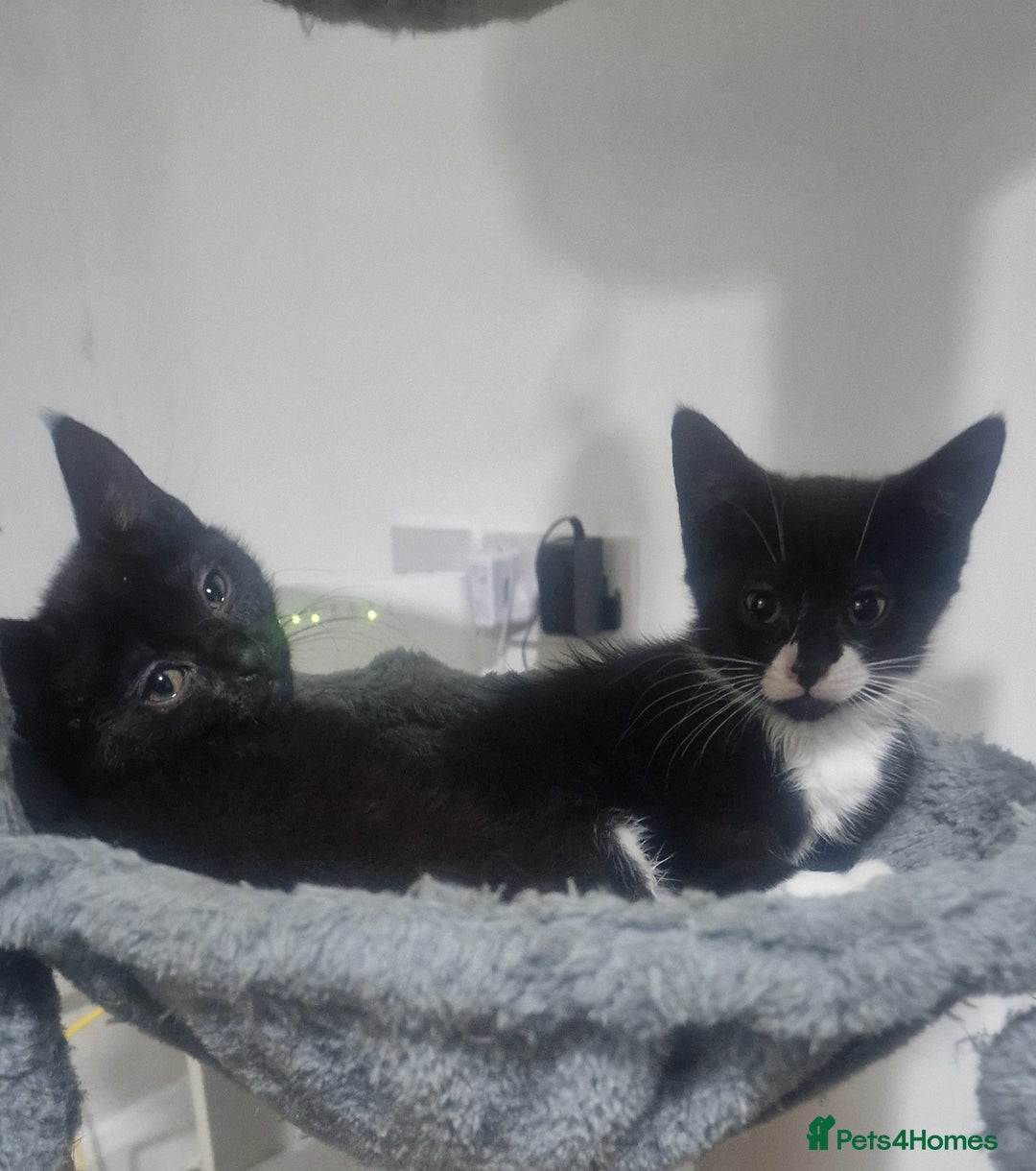 Domestic Shorthair cats for sale: Kittens - Image 2