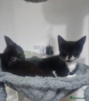 Domestic Shorthair cats - Advert 14